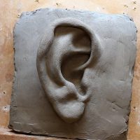 Anatomy Sculpture - The Ear